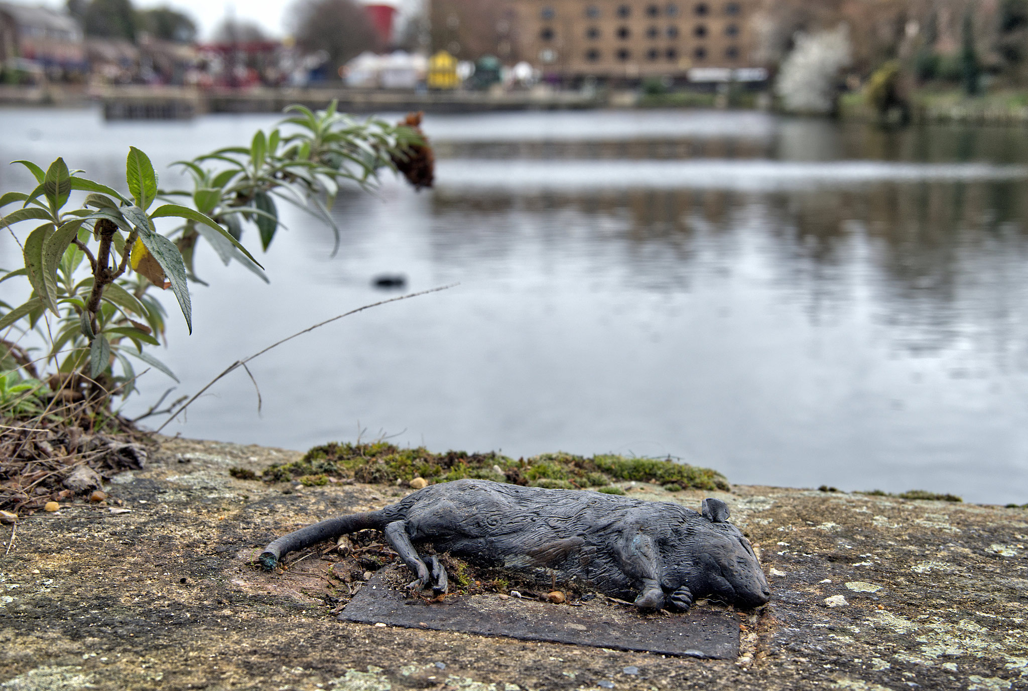 A life-size bronze figure of a dead rat beside Shadwell Basin, East London